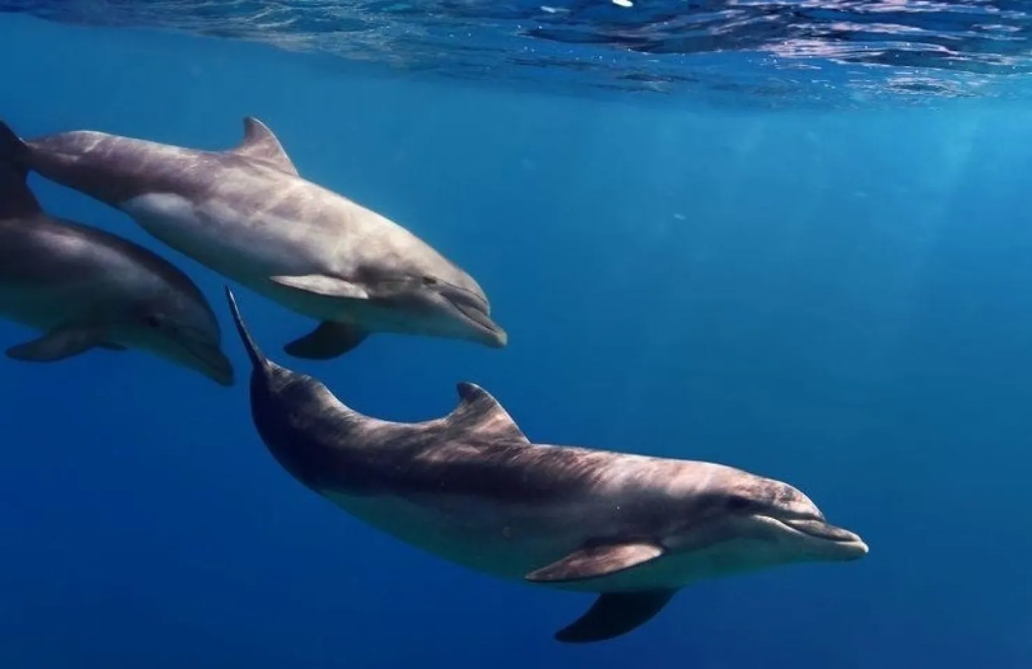 Experience the Magic of Dolphin Watching with Dolphin Seafaris:  - Boat Trips Vilamoura
