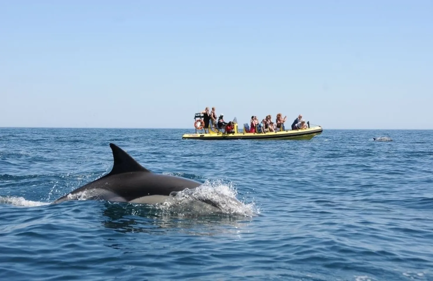 Insonia Rib - Caves & Dolphin Watching - Best Activities in Albufeira