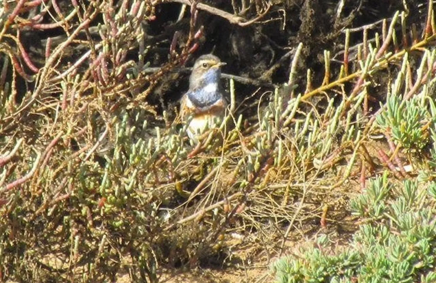 Alvor Dunes Walk - Algarve Nature Adventures