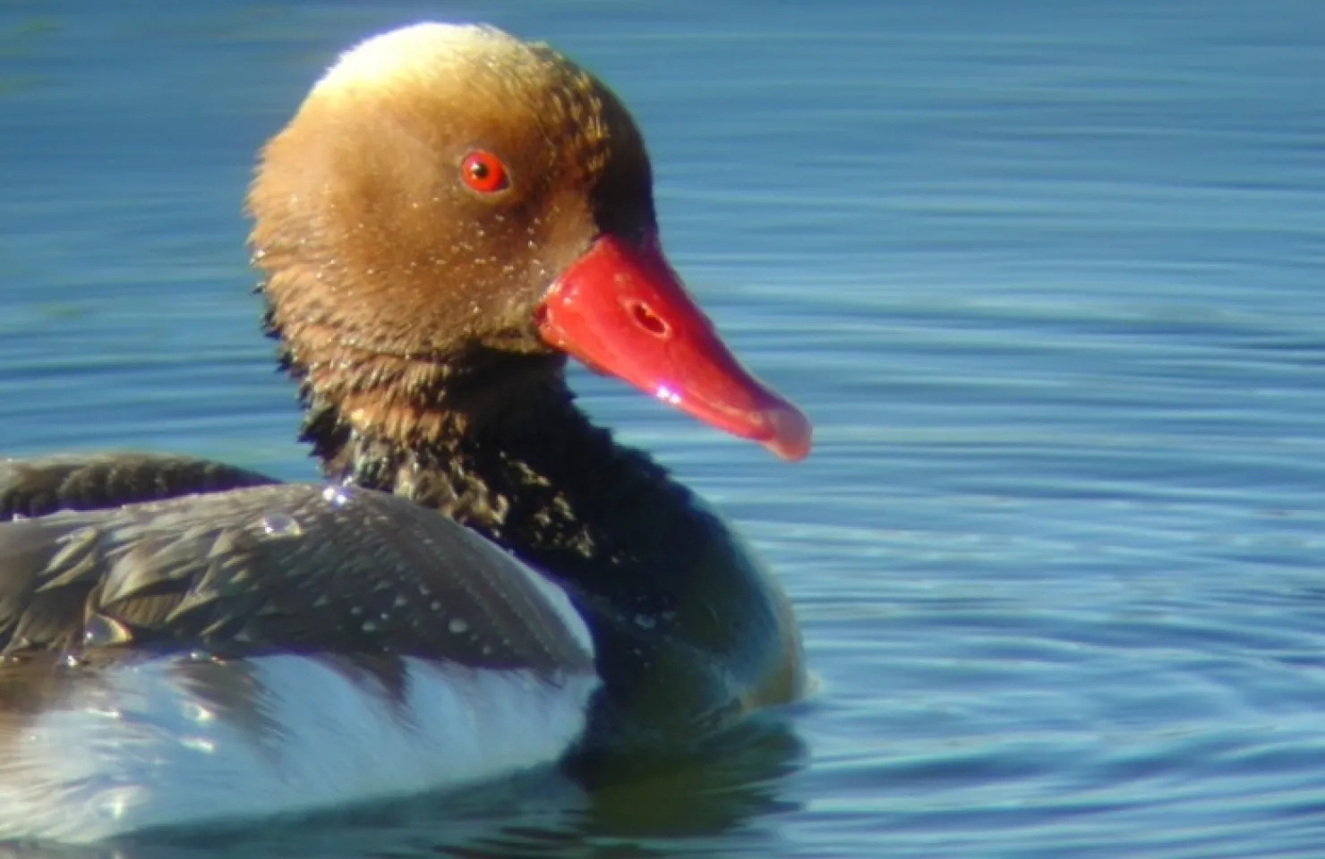 Bird Watching - Faro Activities and things to do