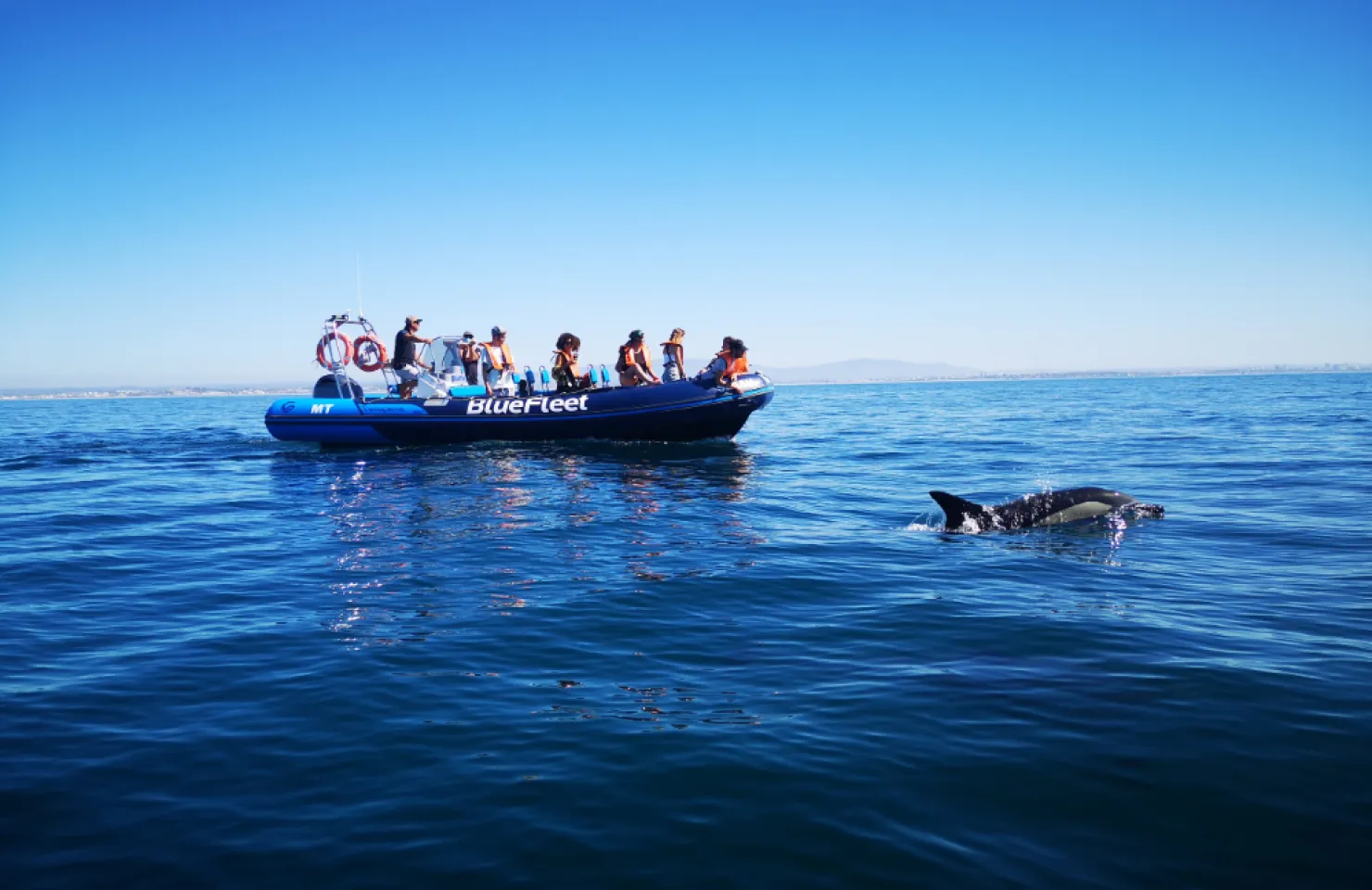 Dolphin Observation Cruise From Lagos - Boat Trips Vilamoura