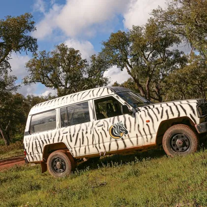 Full-Day Jeep Safari Adventure by Zebra Safari