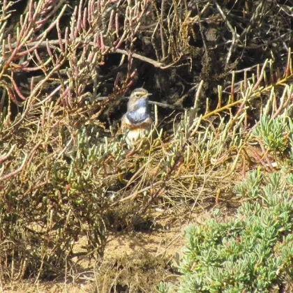 Alvor Dunes Walk