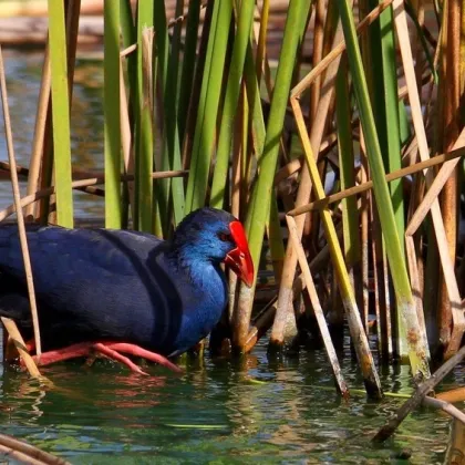 Enchanting Ria Formosa: A Birdwatcher's Paradise in Portugal