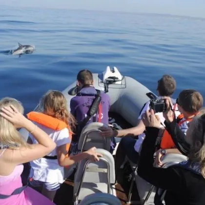 Dolphin Watching Boat Trip from Faro
