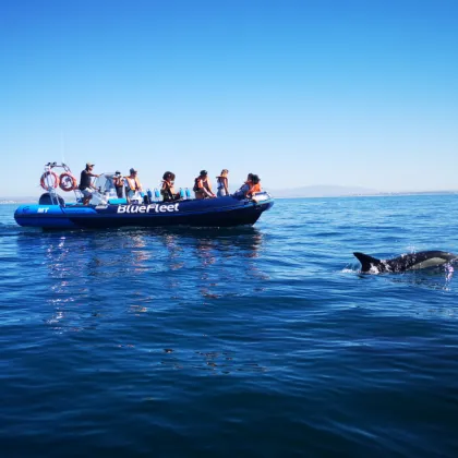 Dolphin Observation Cruise From Lagos