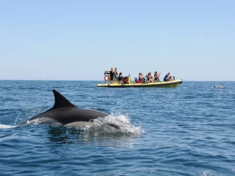 Insonia Rib - Caves & Dolphin Watching