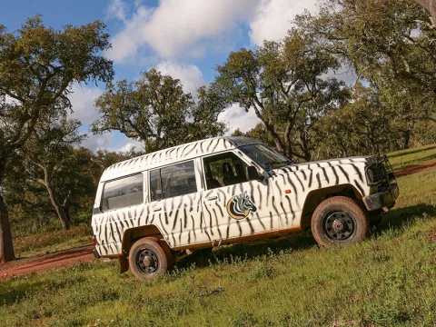 Full-Day Jeep Safari Adventure by Zebra Safari
