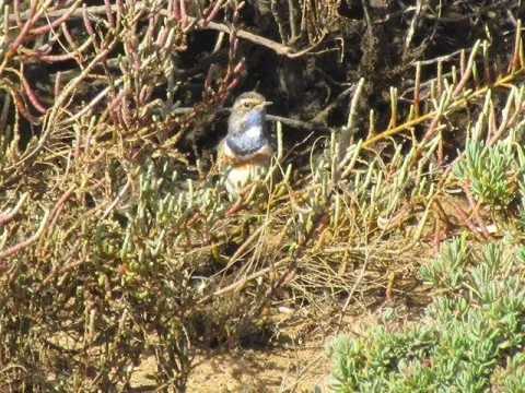 Alvor Dunes Walk