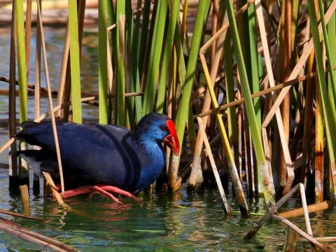 Enchanting Ria Formosa: A Birdwatcher's Paradise in Portugal