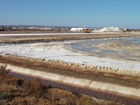 Full Day BirdWatching in Ria Formosa