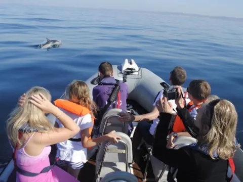 Passeio de barco para observação de golfinhos saindo de Faro