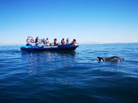 Dolphin Observation Cruise From Lagos