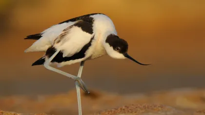 Birdwatching Adventures in Ria Formosa