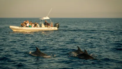 Dolphin Watching in the Algarve: A Magical Experience