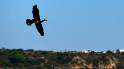 Eco-friendly Group Activities for Nature Lovers in the Algarve