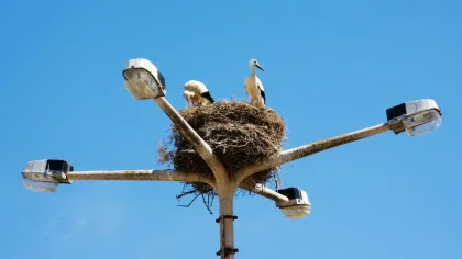 Birdwatching in the Algarve