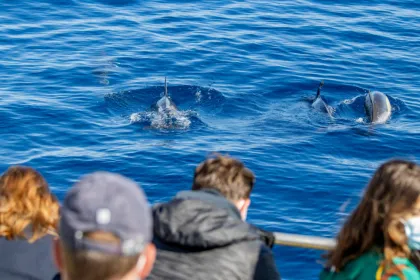What type of boats are used for dolphin watching tours in the Algarve?