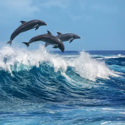 Dolphin Watching Boats