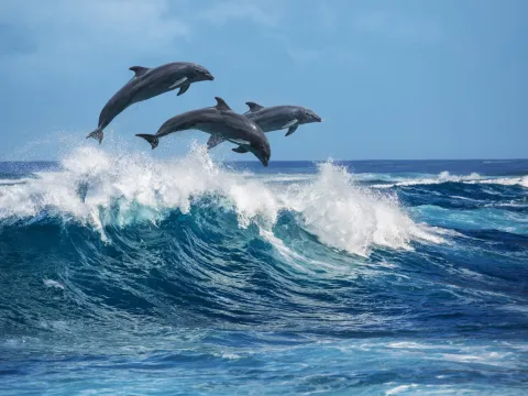 Dolphin Watching Boats